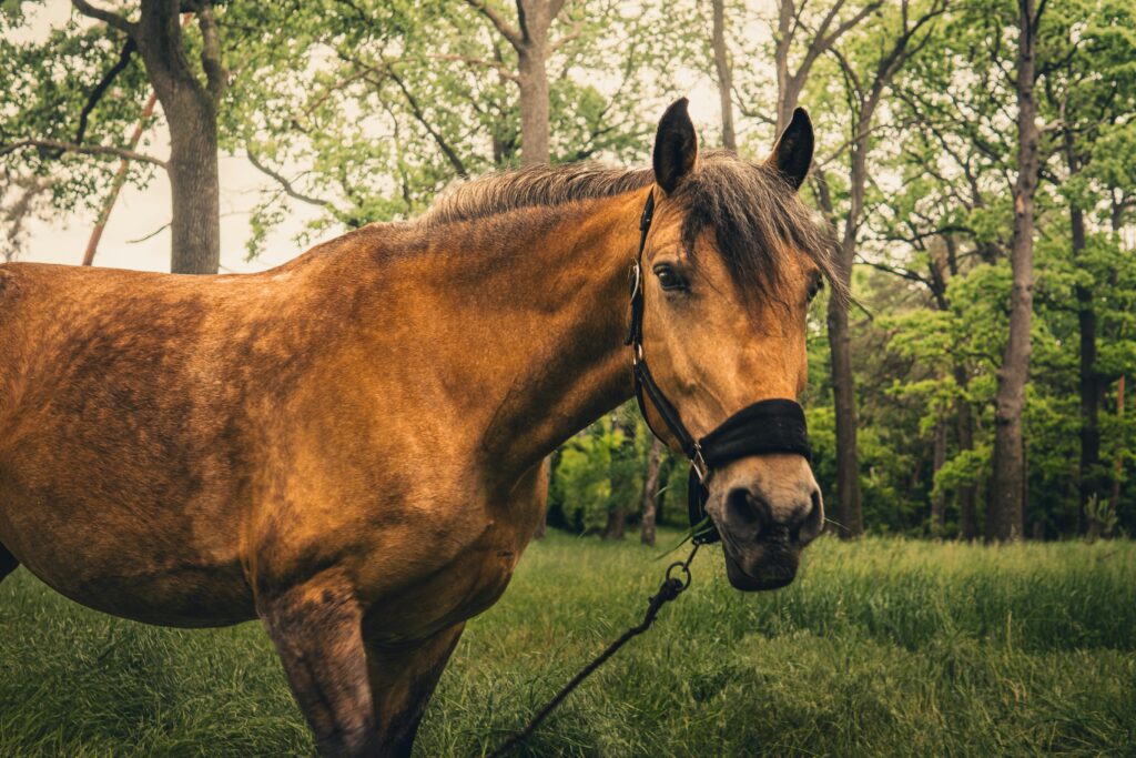 pexels-photo-32994647-32994647 A beautiful brown horse in a lush forest setting offers a serene nature scene.